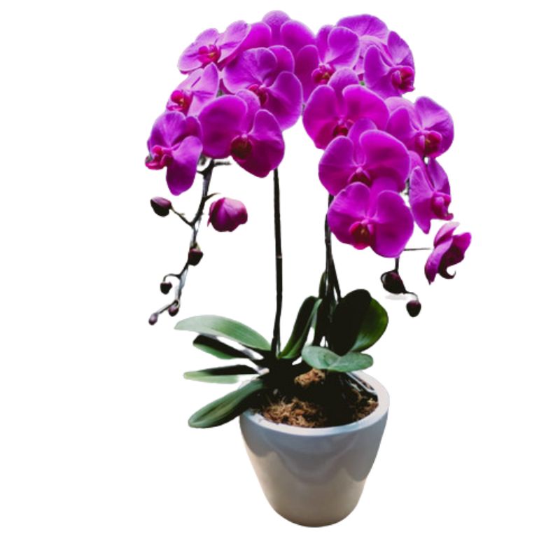 Anggrek bulan Bunga ungu sudah dewasa & spike