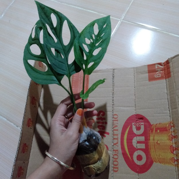 Pohon Janda Bolong Monstera Adansoni Accuminata Monstera Adansonii Acuminata