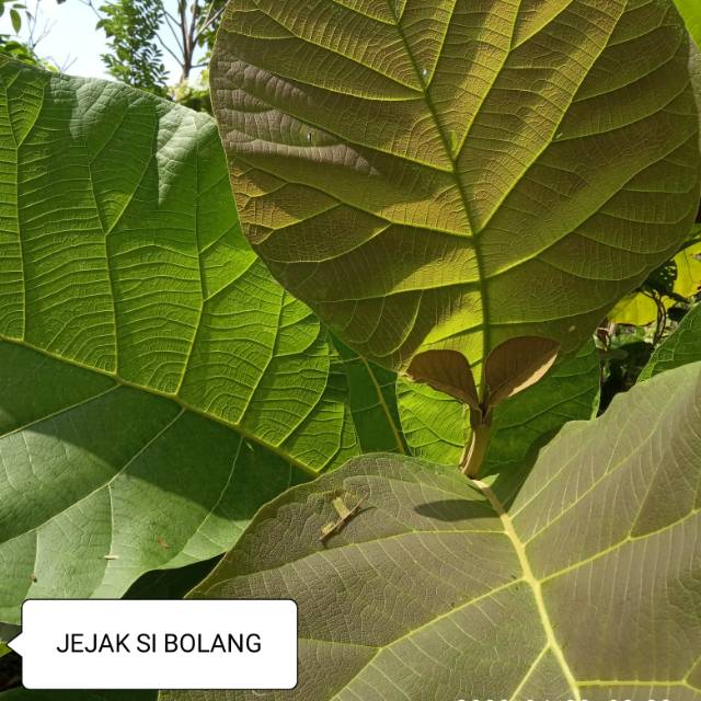 

Daun jati organik/ 1kg