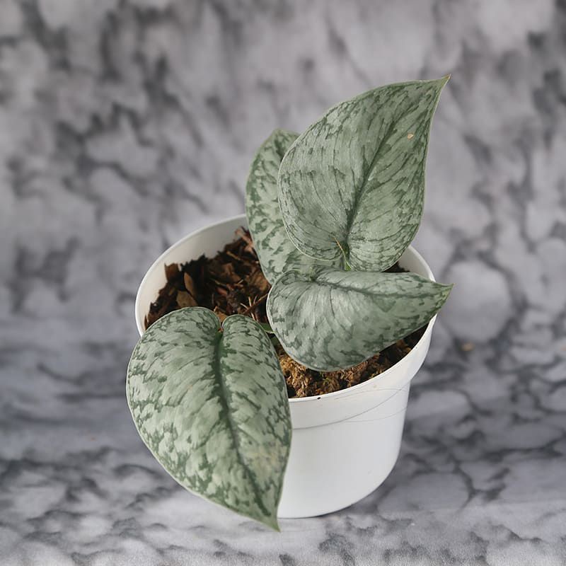 Scindapsus silver lady