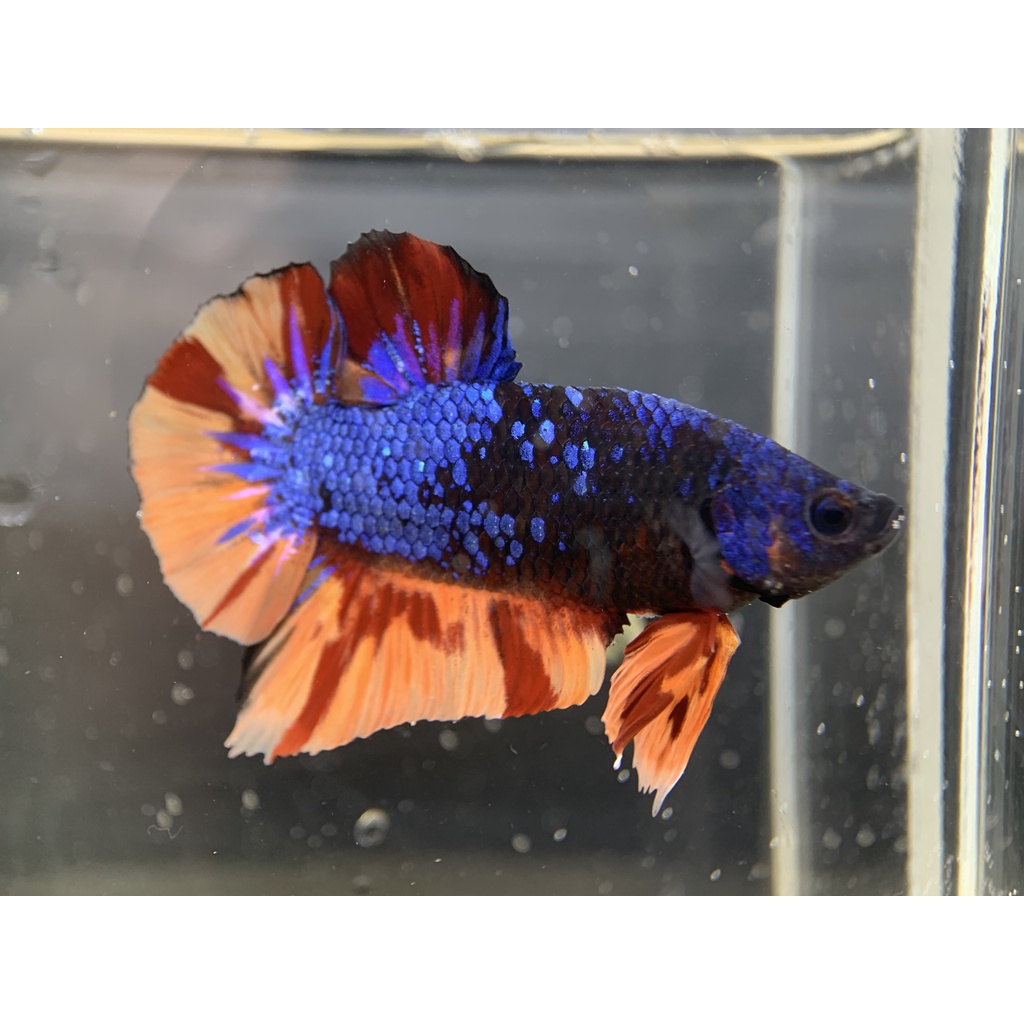 [071] CUPANG AVATAR NEMO GORDON PLAKAT JANTAN MALE