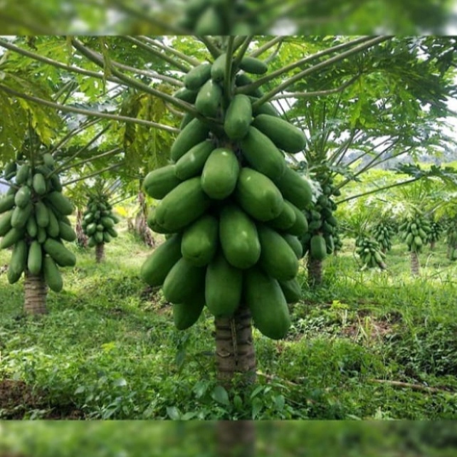 HD BIBIT POHON PEPAYA CALIFORNIA - BUAH PEPAYA CALIFORNIA/KUALITAS PETANI N