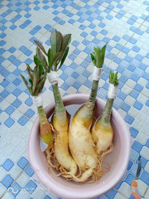 Bibit Adenium / Kamboja Jepang Tumpuk Nomor 28-36