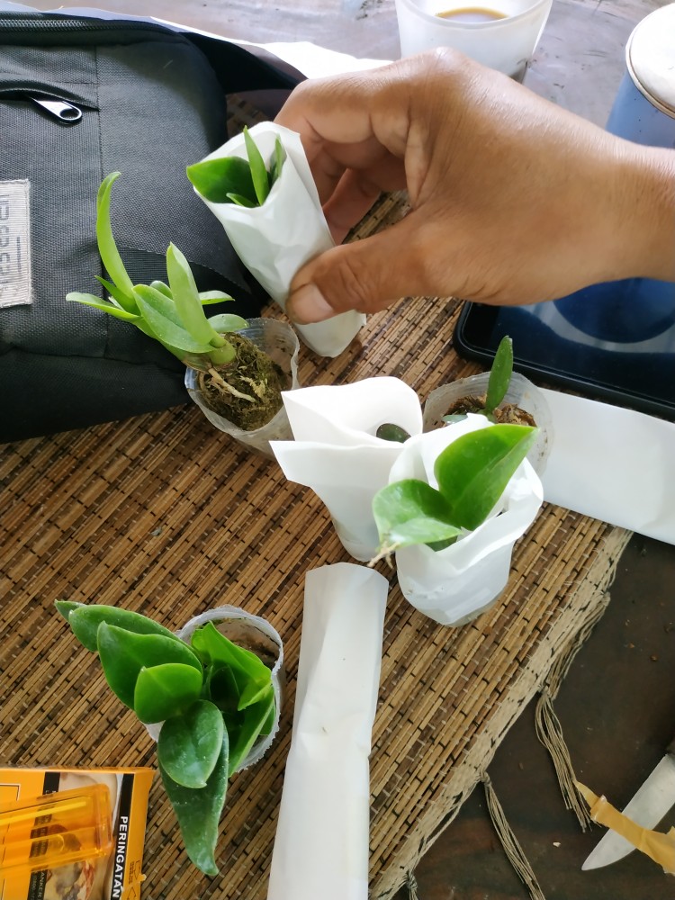 Bibit Anggrek Dendro - Dendrobium Seedling Hybrid