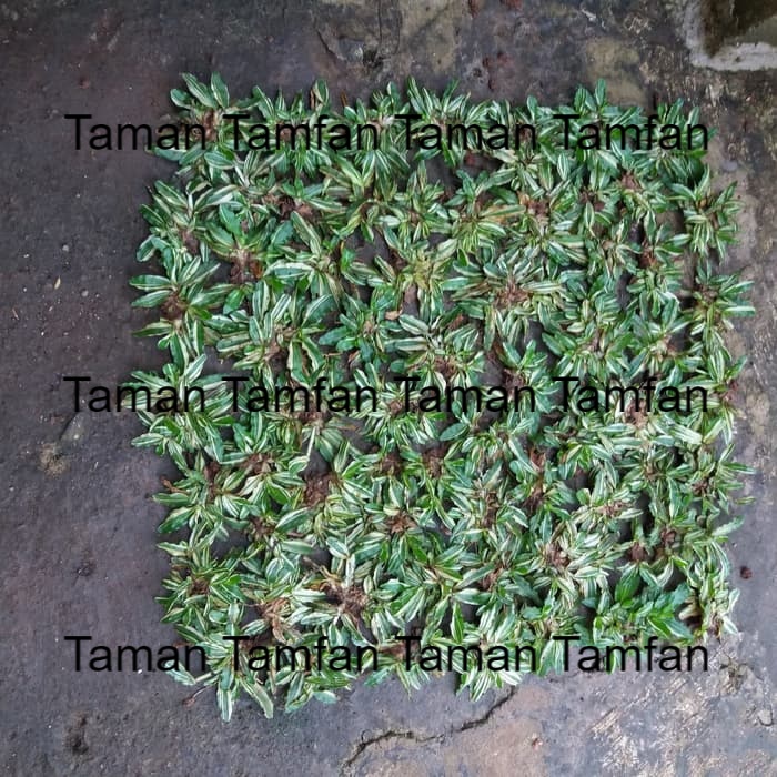 rumput list taman gajah mini varigata 1x1 meter