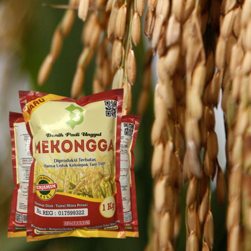 Biji Padi Mekongga Kualitas super