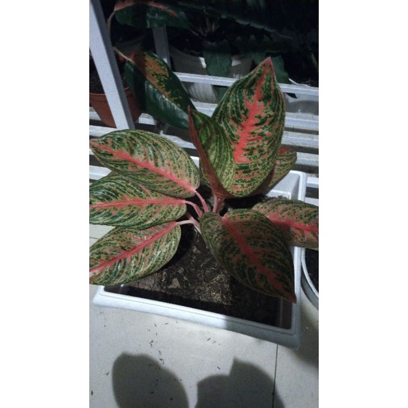 Reanita Super Jumbo