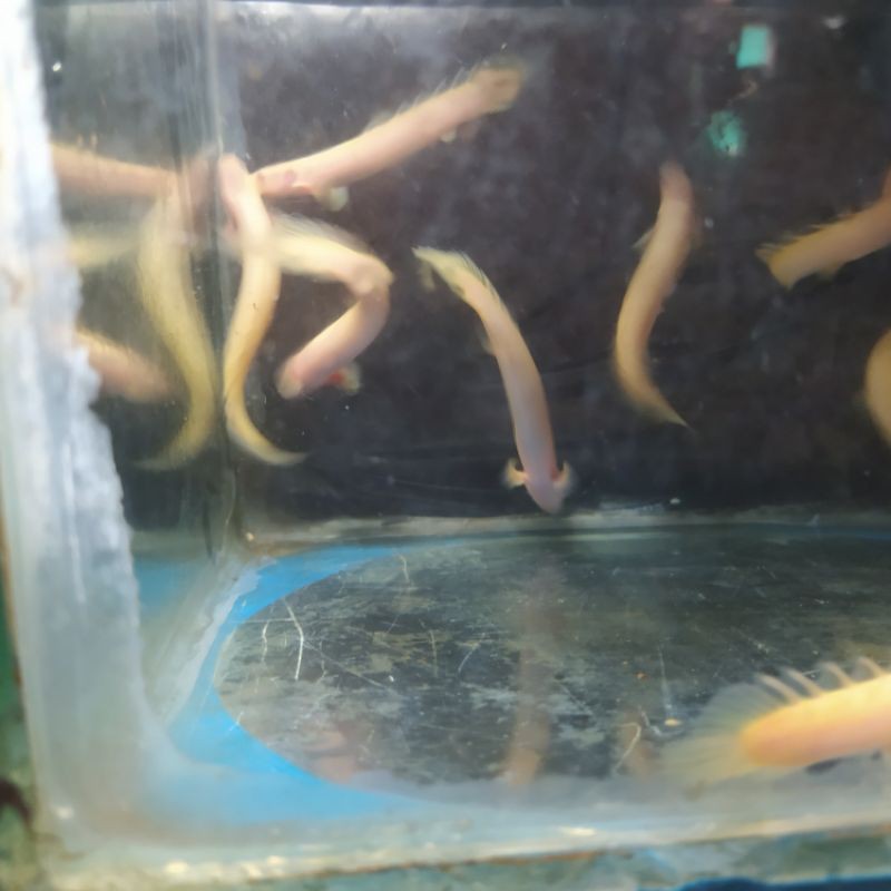 ikan palmas albino