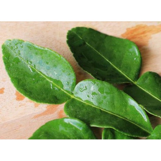 

Daun Jeruk Bumbu Masak Pecel Peyek Sambal Segar Purut Segar Baru Petik