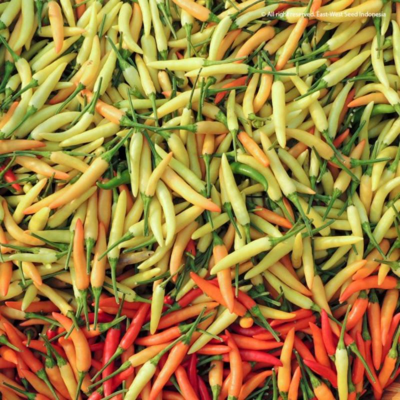 ID 10 BENIH CABAI RAWIT SETAN CABAI MERAH UNGGUL RAWITA F1