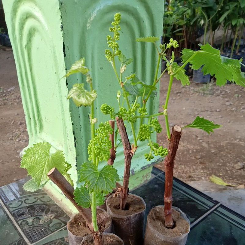 BIBIT ANGGUR BERBUNGA