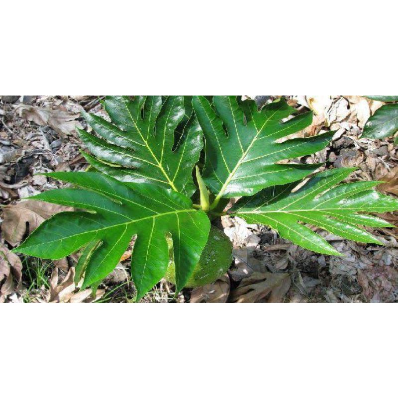 

daun sukun segar 500 gram