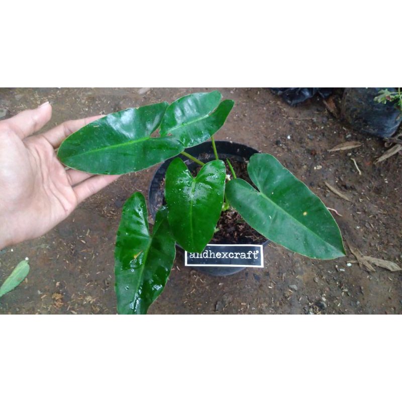 Philodendron Burle Marx / Brekele