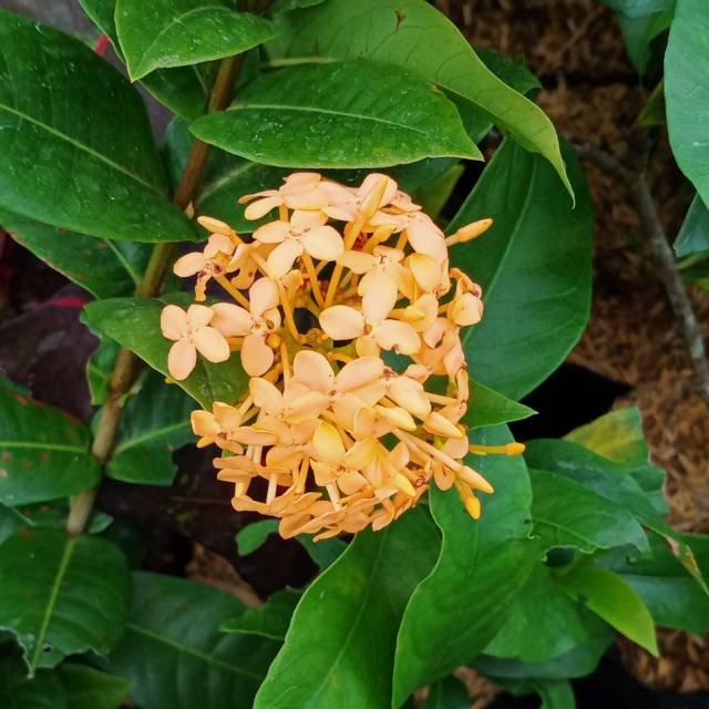 Tanaman Asoka bunga orange