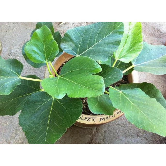 Hot Product ! Tanaman Bibit Buah Tin Black Madeira Bergaransi Re5Tock*