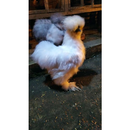 

TELUR AS (American Silkie) Fresh dari induk