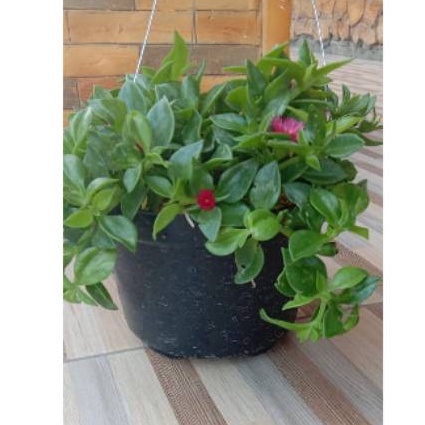 TANAMAN HIAS BUNGA KROKOT GANTUNG