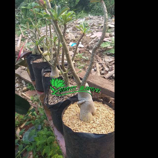 Tanaman hias adenium bunga tumpuk (bonggol besar / bercabang)