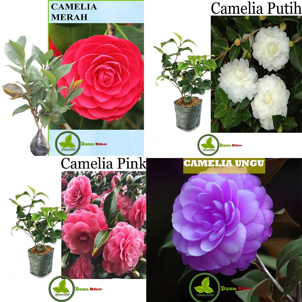 Bibit Bunga Camelia Hasil Stek Cepat Berbunga-5