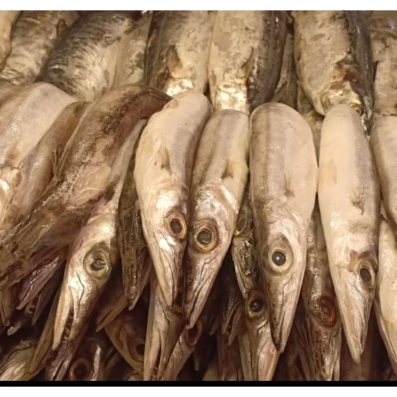 

ikan barakuda