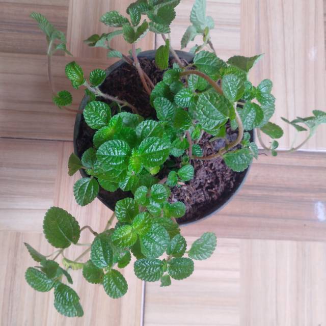 

Spearmint atau mint