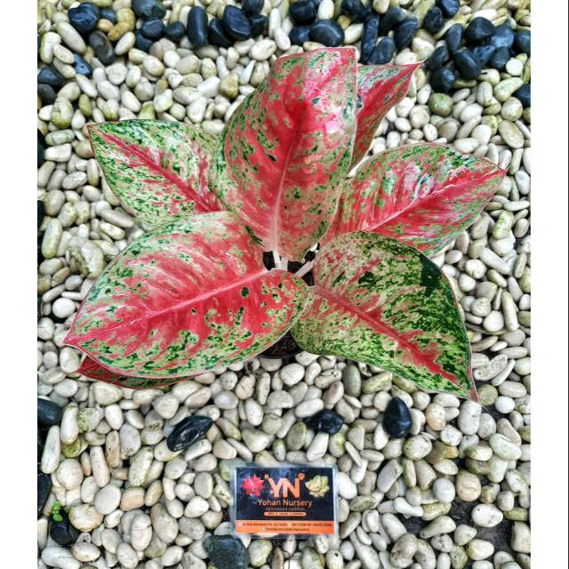MAHASETY/ MAHASETI/ Bunga/ Tanaman/ Aglo/ Aglonema/ Aglaonema/ Aglo thailand/ Aglonema thailand