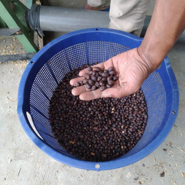 

Arabica gayo natural 1kg green bean