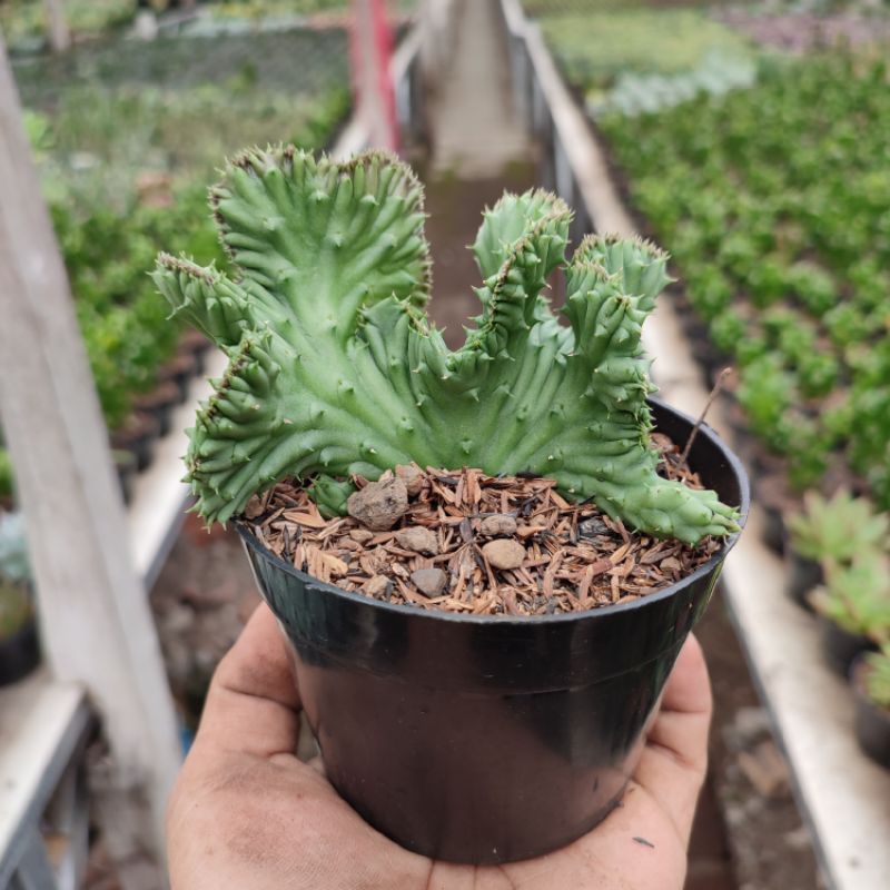 Huernia Schneideriana Cristata