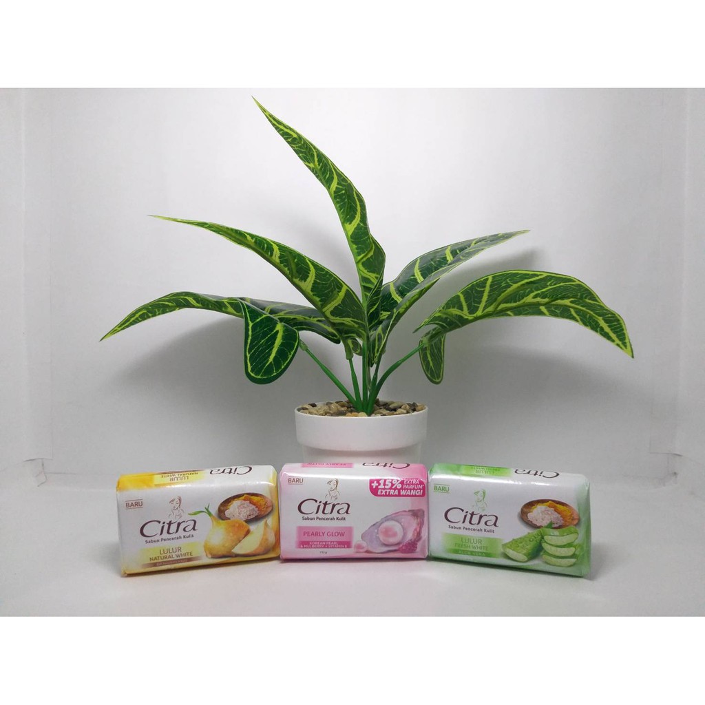 Citra Sabun Batang 70gr Bar Soap Bengkoang Natural Pearly Fresh Aloe Vera White Skin Care