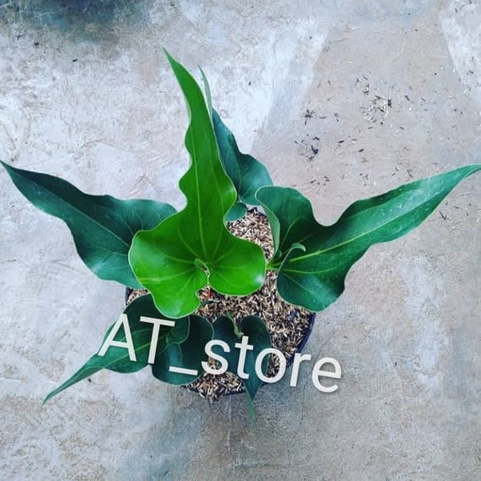 anthurium corong - antorium corong