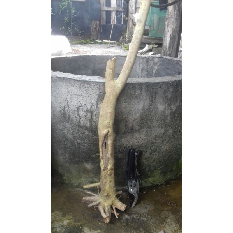 bahan bonsai wahong