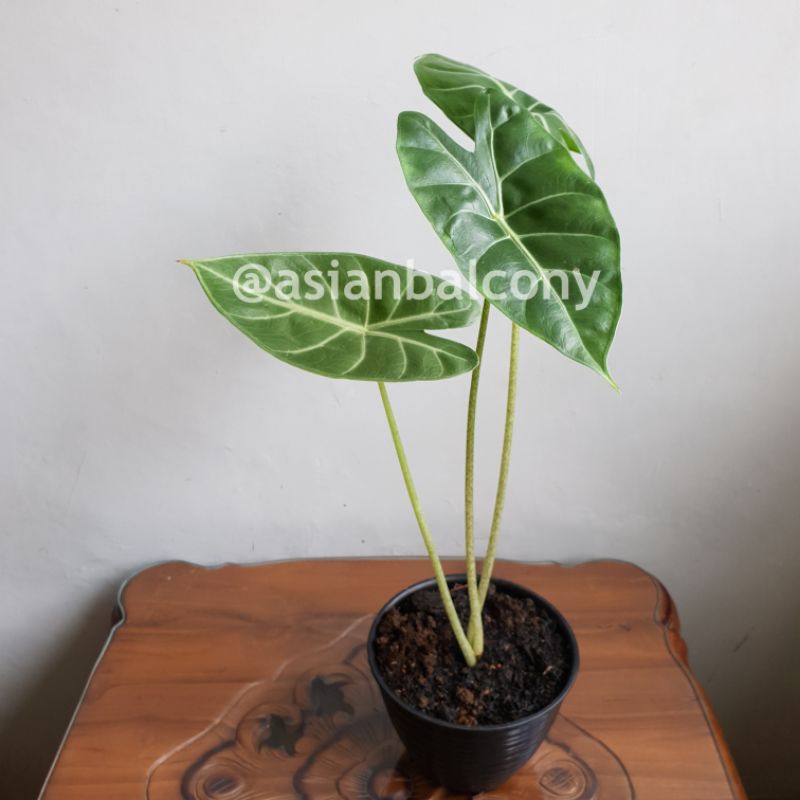 Alocasia Longiloba | Tanaman hidup hias aroid di pot