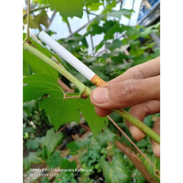 ENTRES ANGGUR IMPORT / ENTRES ANGGUR NINEL, TRANS DLL