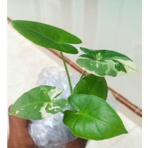 tanaman hias/sente varigata/caladium varigata/varigata