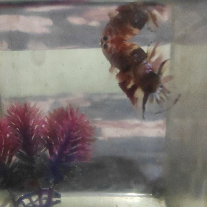 CUPANG RED KOI COOPER REAL PICT TOP GRADE A