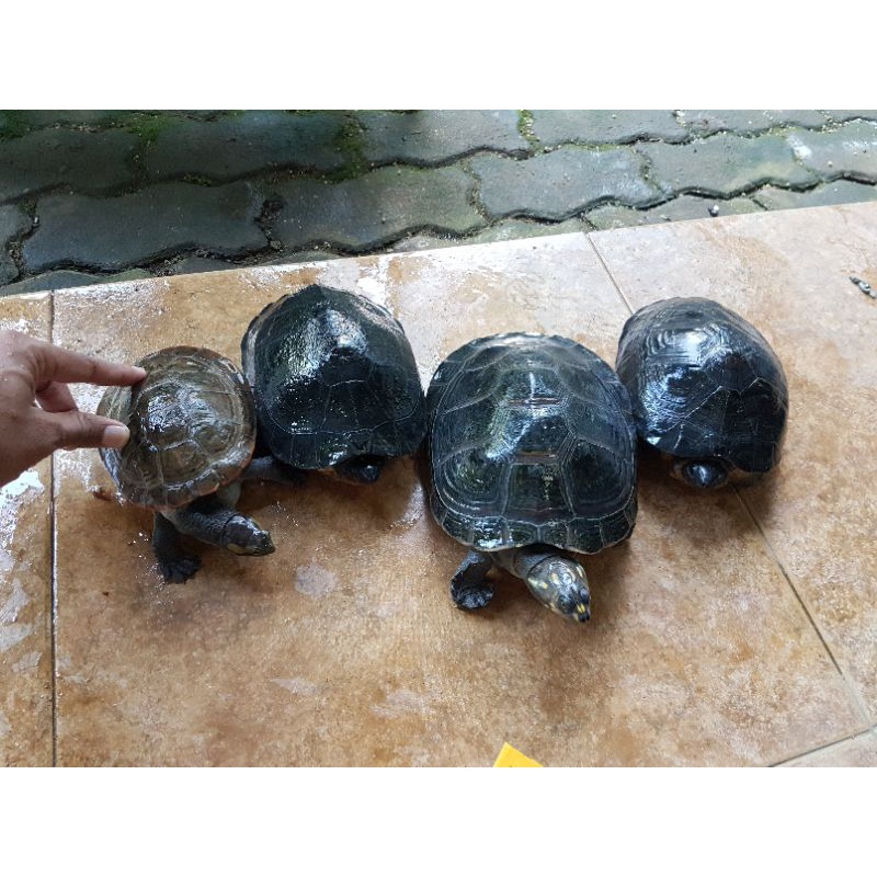 kura Kura Dada merah ,unifilis , sieben rocky
