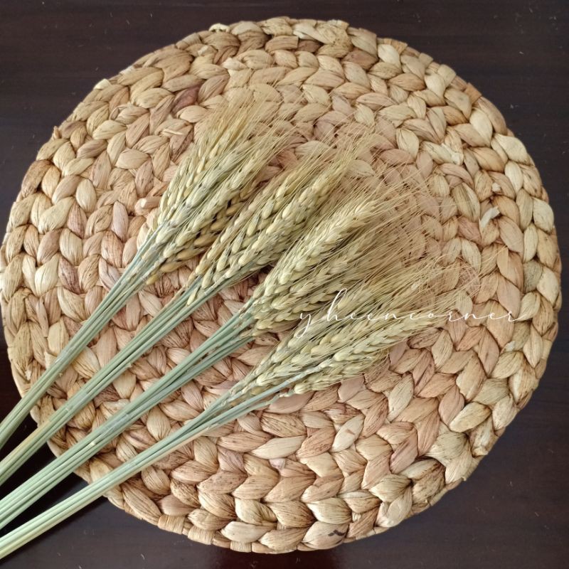 Dried Flower Wheat Bunga Kering Gandum Import