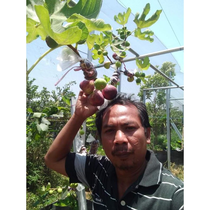 

bibit buah tin tgf jumbo (WISATA FLORA)