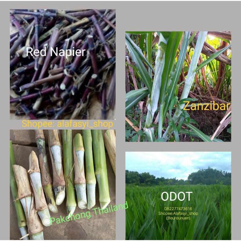 Bibit Rumput 25 batang stek ±1kg Campur Zanzibar Red napier Odot Pakchong