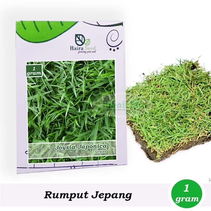 Benih Bibit Rumput Jepang  Haira Seed Shopee Indonesia