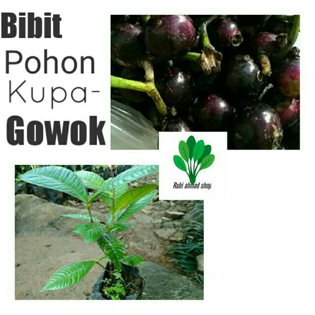 Bibit pohon gowok/buah kupa