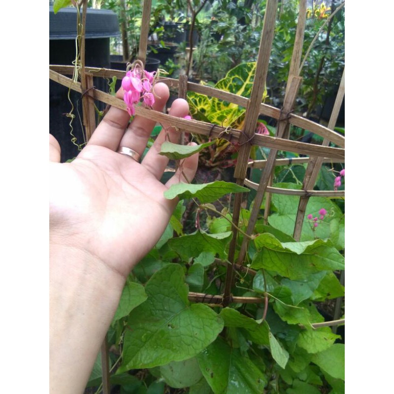 bibit BUNGA AIR MATA PENGANTIN bagus bibit air mata pengantin