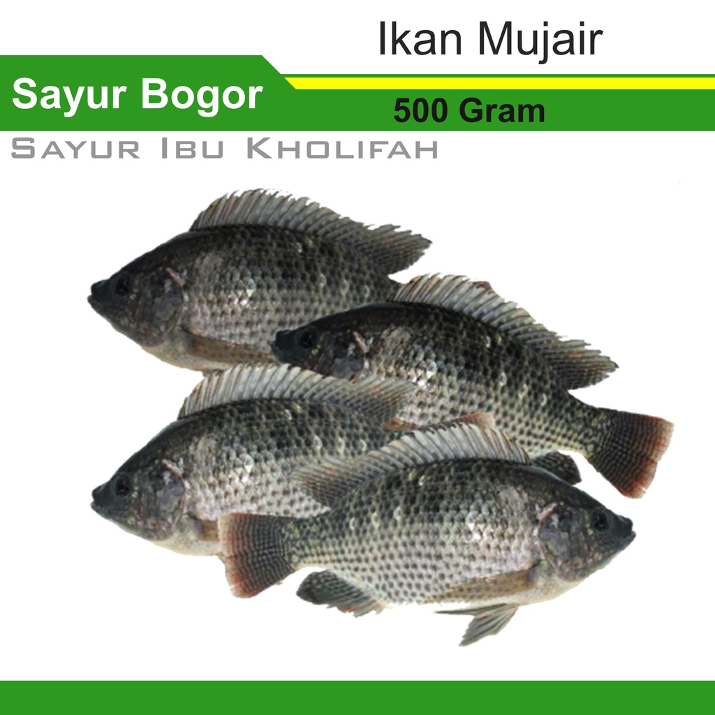 Ikan Mujair Segar Mujaer Jaer Segar 500gram Ikan Segar Bogor