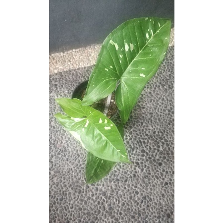 syngonium panda galaxy