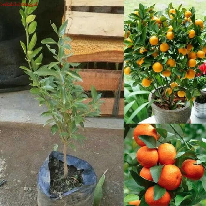 Bibit Buah Jeruk Santang Bibit Jeruk Santang Madu Okulasi Murah Cepat Berbuah