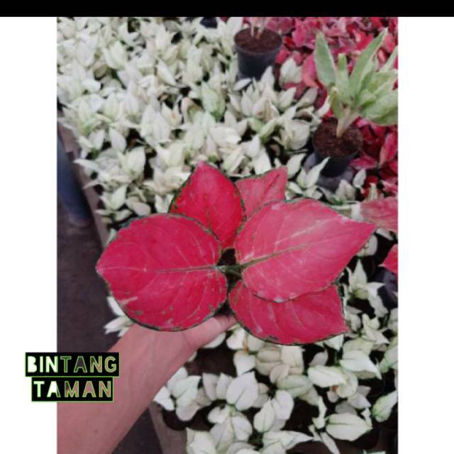 AGLONEMA PINK ANJAMANI-aglonema pink anjamani