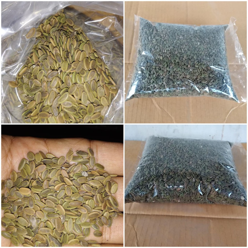 Biji Sengon Laut