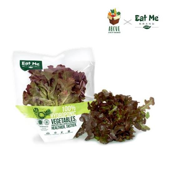

Red Oakleaf Pack Hidroponik- ABOVE x EATME Brand