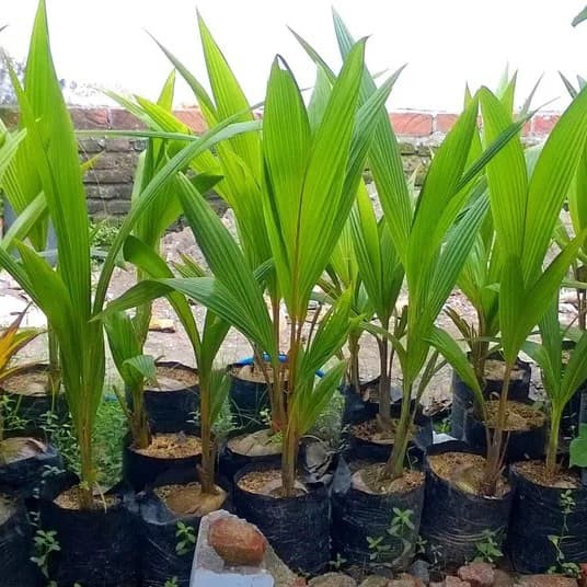 Bibit Kelapa Kopyor Genjah Nias