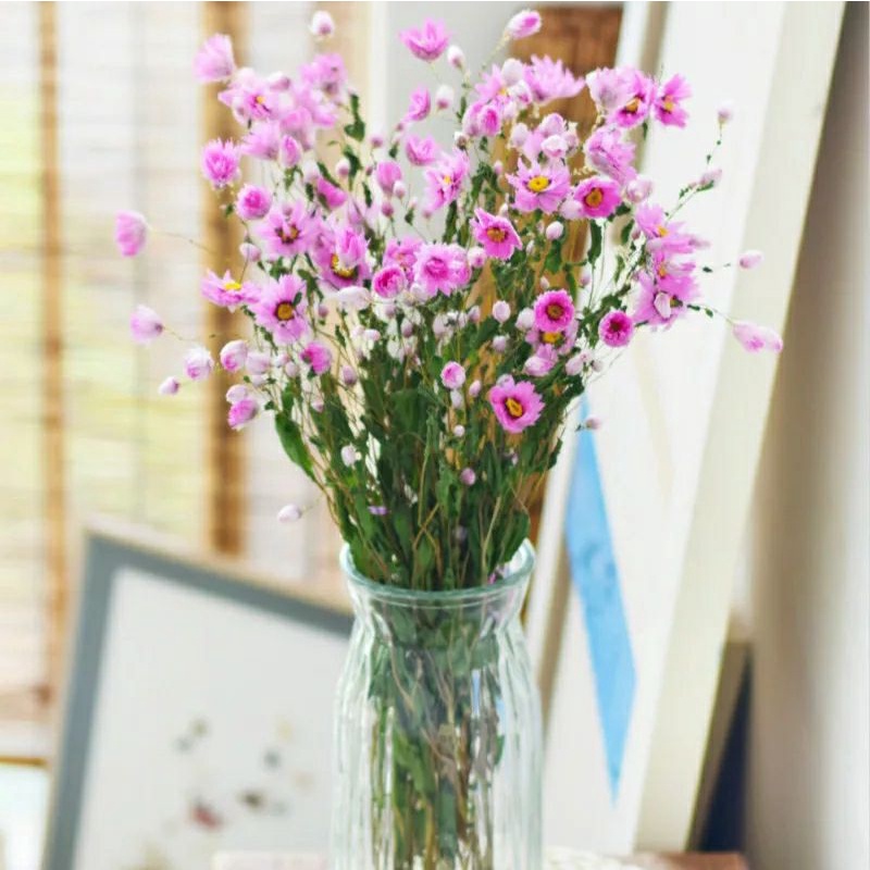 SEIKAT rodanthe flower bunga cantik daisy kering desi flower dried